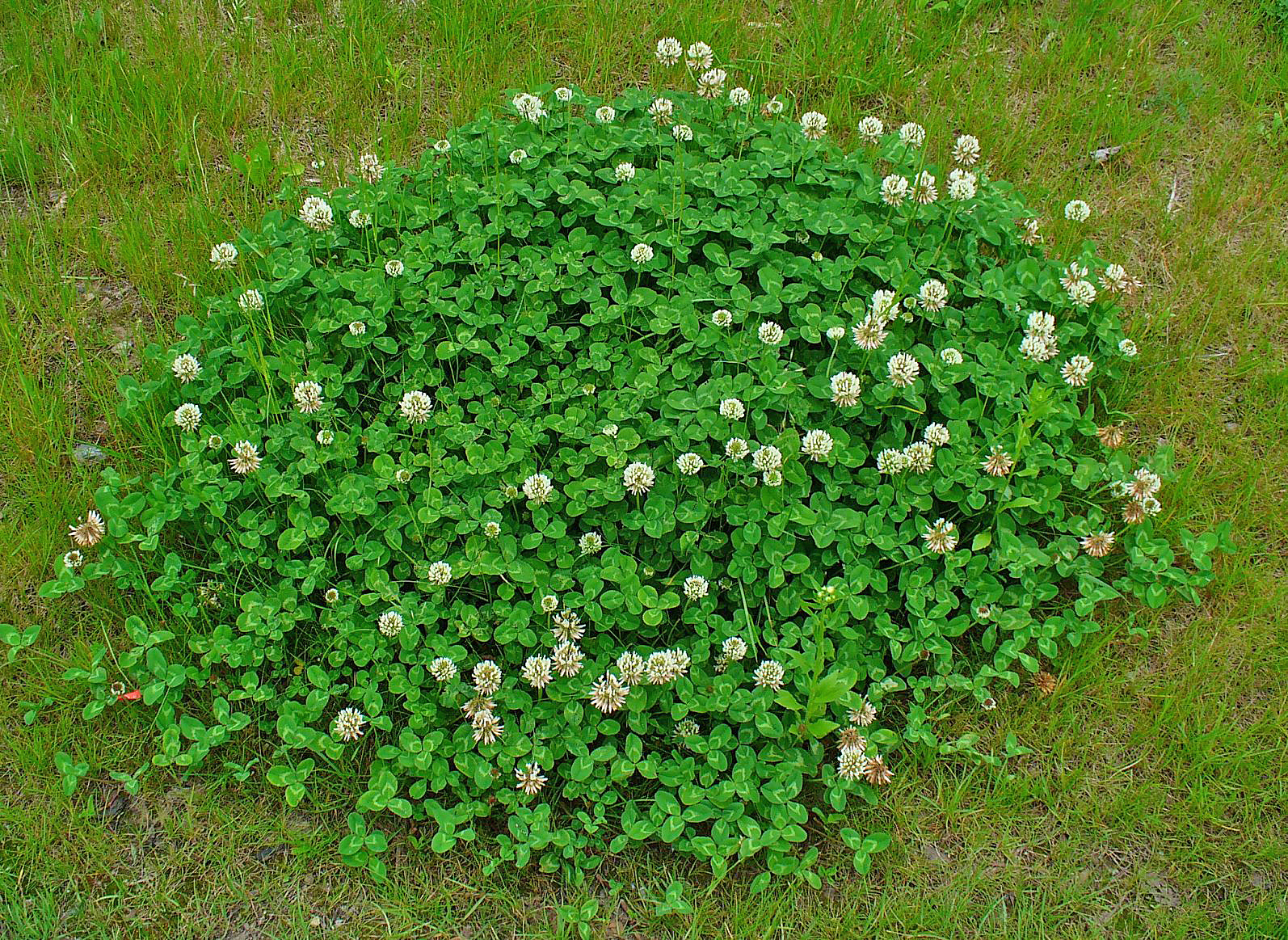 Trifolium Repens
